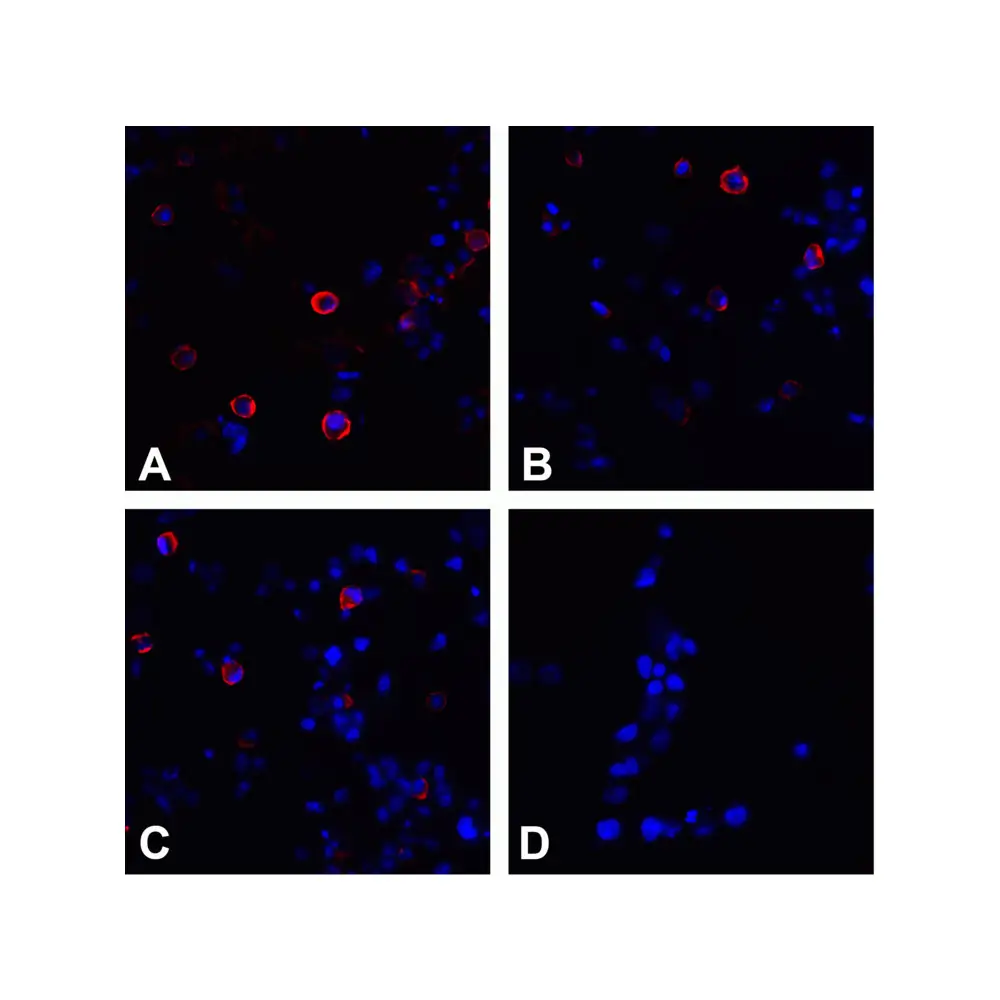 ProSci RF16010 CTLA4 Detection Set (Risk Free), ProSci, 1 Set/Unit Tertiary Image